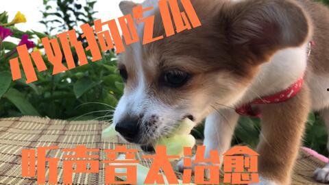 吃瓜吃狗,揭秘娱乐圈的八卦与真相