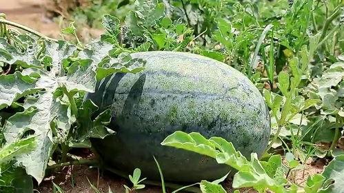 梦中吃瓜视频大全,揭秘梦中吃瓜视频大全的奇幻世界