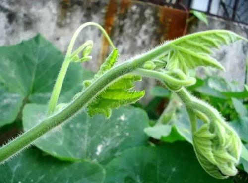 南瓜苗吃瓜,一场吃瓜之旅