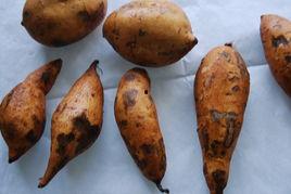 旋风薯瓜怎么吃,旋风薯瓜的多彩食法探索