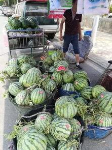 新乐美校吃瓜事件,揭秘校园风波背后的真相