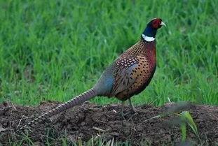 怎样预防野鸡吃瓜,有效预防野鸡偷食瓜果的实用方法