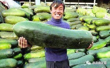 种瓜人吃瓜吗,揭秘瓜农与瓜食者的奇妙关系