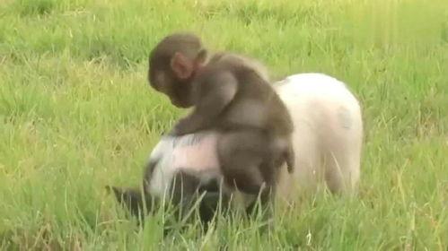 猴子吃瓜猪吃梨,动物食趣大揭秘