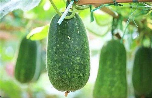 快瓜减肥可以吃嘛,健康美味两不误，你值得尝试！