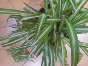 吃吊兰瓜,绿色健康，美味可口的天然美食探索