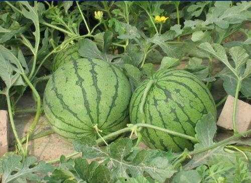 利川的吃瓜事件,一场引发全民热议的网络狂欢