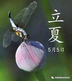 道具立夏吃瓜,探寻立夏吃瓜的习俗与寓意