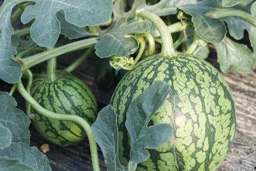 吃瓜的春天,揭秘那些年我们一起“吃瓜”的春天