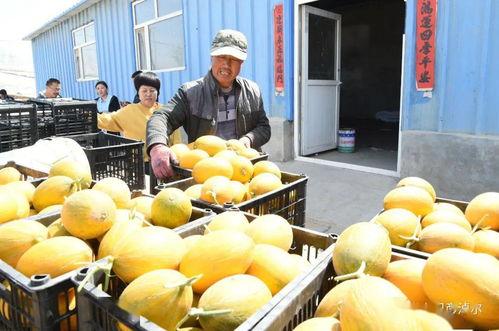 主播们吃的瓜是什么瓜,那些鲜为人知的瓜秘密